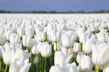 veld met witte tulpen