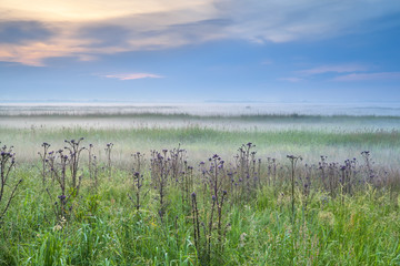 Fototapeta na wymiar wildflowers in misty morning