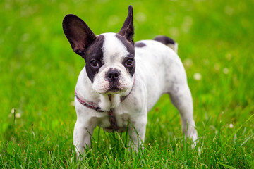 French bulldog puppy on the grass
