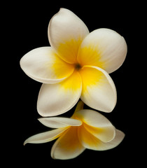 frangipani flower