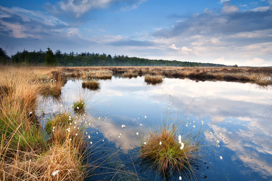 swamp with cotton-grass © Olha Rohulya