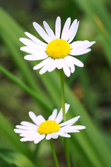 daisies on a background of green grass