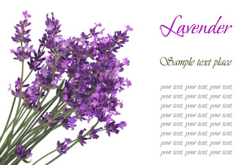A bouquet of flowers of lavender blue with text isolated