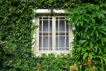 Fototapeta na wymiar Okno pokryte zielonym bluszczem