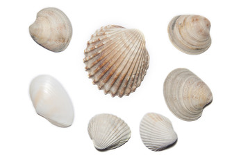 Sea Shells