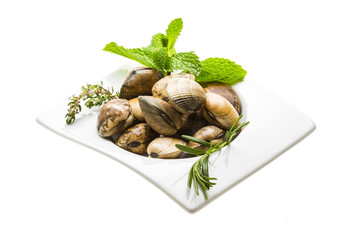 Spanish mollusc - Almeja