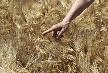 Farmer hand in wheat field.