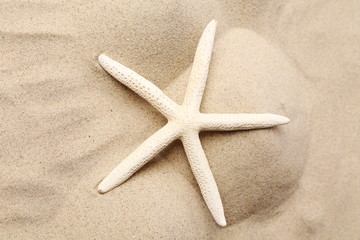 Fototapeta na wymiar White starfish on a sand background. Close up.