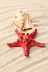 Fototapeta na wymiar Red starfish and shell on sandy background