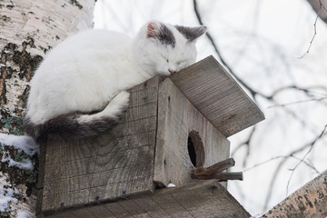 Cat sleeping on the top of a birdhouse