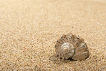 Shell and sand