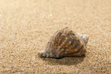 Shell and sand