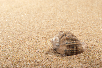 Shell and sand