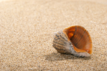 Shell and sand