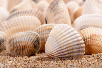 Shell and sand