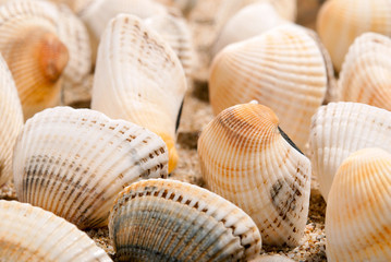 Shell and sand