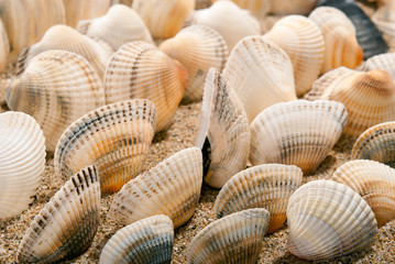 Shell and sand