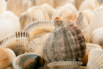 Shell and sand