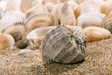 Shell and sand