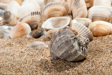 Shell and sand