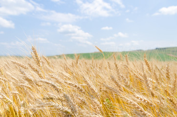 Wheat field