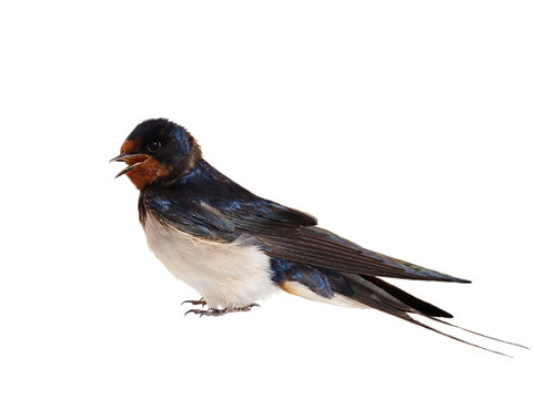 Barn Swallow, Hirundo Rustica Isolated On White Background