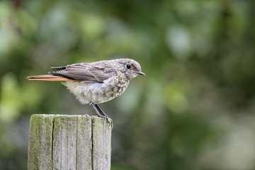 Common redstart, Phoenicurus phoenicurus