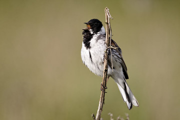 Reed bunting, Emberiza schoeniclus
