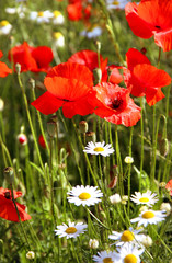 Fototapeta premium Red poppy field