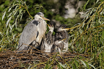 Grey heron, Ardea cinerea