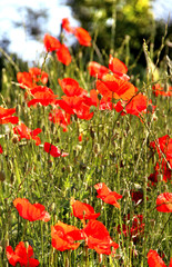 Obraz premium Red poppy field