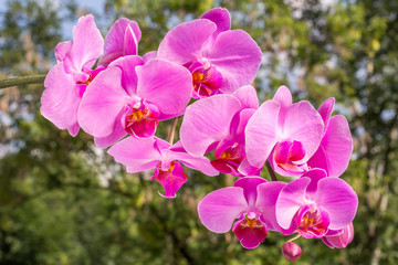 Naklejka na ściany i meble Pink orchid in nature