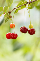 Cherry in the garden