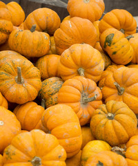 Mini Pumpkins