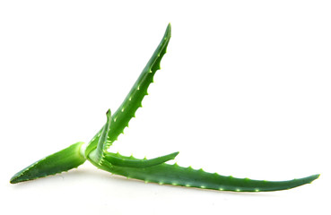 aloe