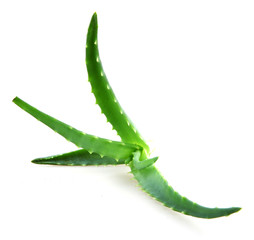 aloe