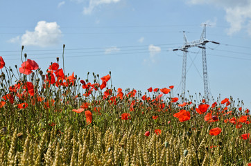 Poppies, Wheat and Power Pole