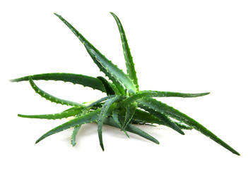 aloe