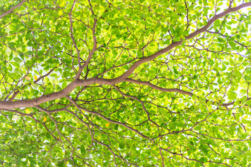 Fototapeta na wymiar nature green leaves