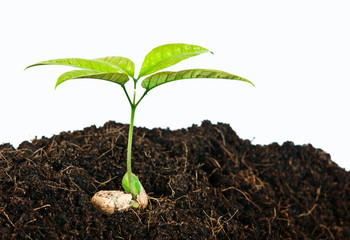 Growing plants from seed close up