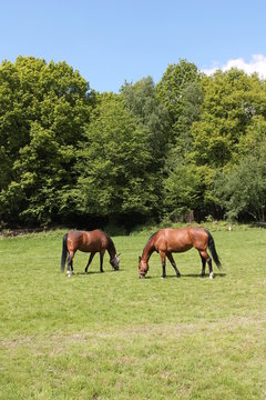 2 horses grazing in paddock