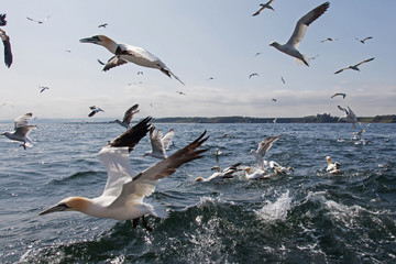 Bass Rock the home to over 10,000 Gannets Scotland UK