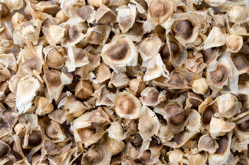 Moringa seeds dry