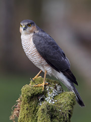 Sparrowhawk on tree