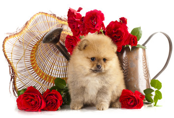 pomeranian spitz puppies and flowers roses © liliya kulianionak