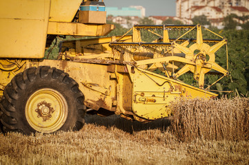 Fototapeta premium Combine harvesting wheat