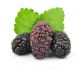 mulberry with leaves