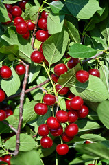 Cluster of Cherries