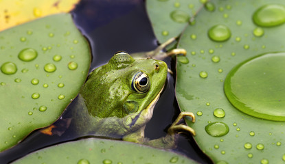Frog on lily pad - obrazy, fototapety, plakaty