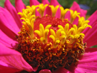 Close up of pink zinnia stamens